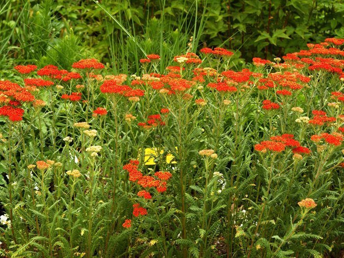 Achillea filipendulina 'Walter Funke' (M), Schafgarbe 'Walter Funke', rote Goldquirl-Garbe