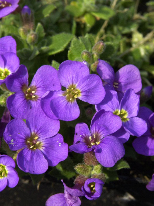 Aubrieta Hybride 'Tauricola', Blaukissen