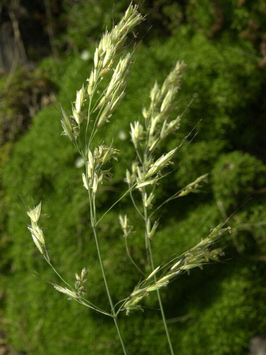 Helictotrichon (syn. Avena) sempervirens (M), Blaustrahlhafer