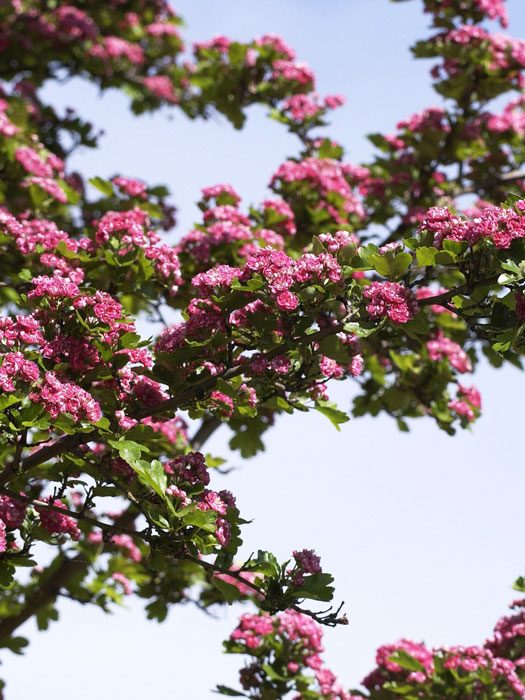 Schöne Blüte des echten Rotdorns