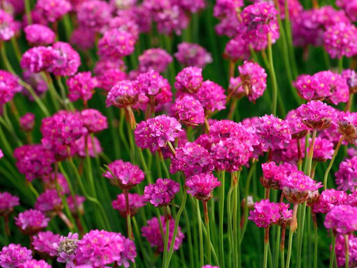 Armeria maritima 'Splendens' (M), Grasnelke, Strandgrasnelke